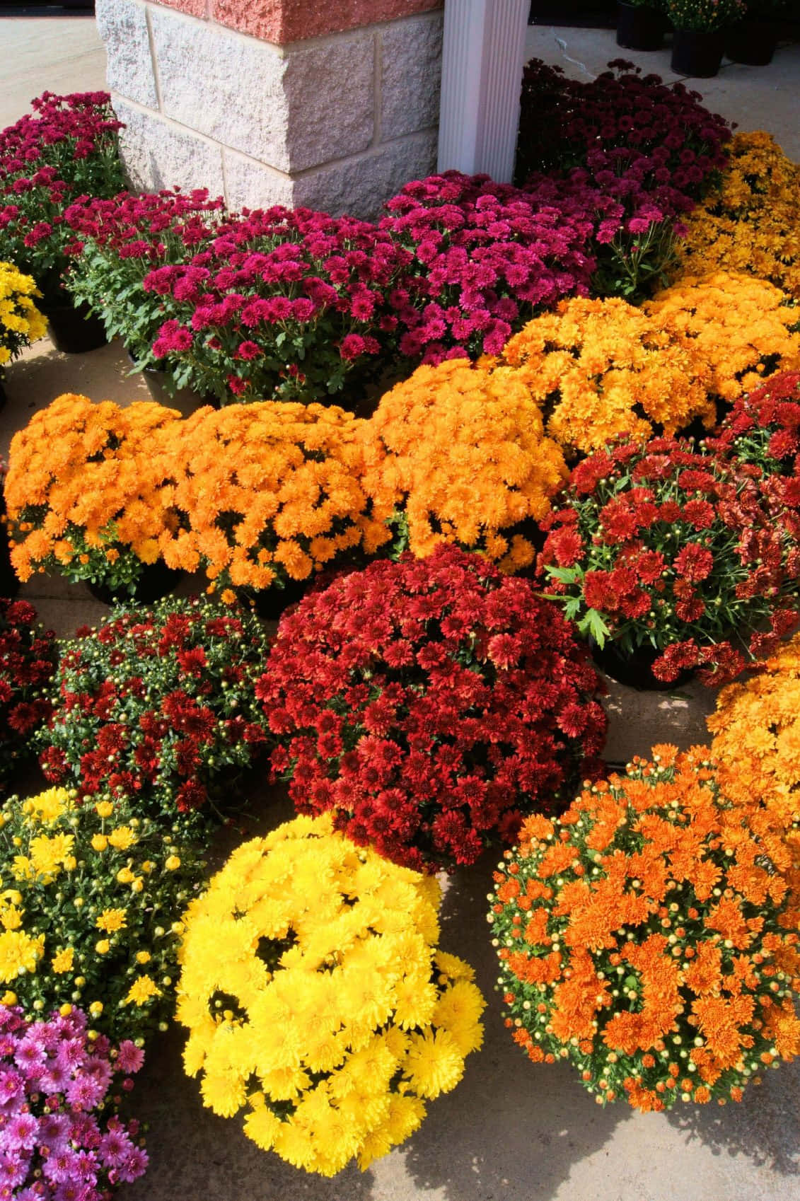A brightness of color and aroma - a Chrysanthemum