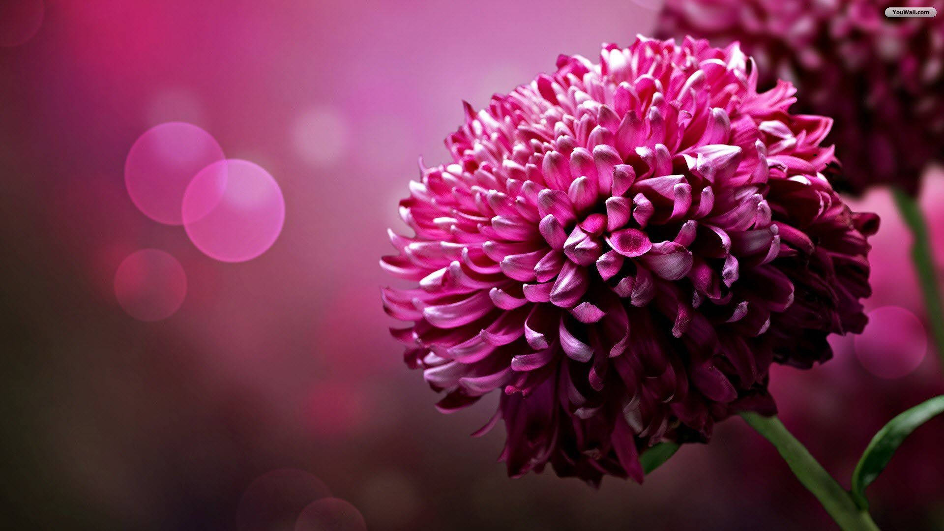 Chrysanthemum Purple Flowers Digital Art Wallpaper