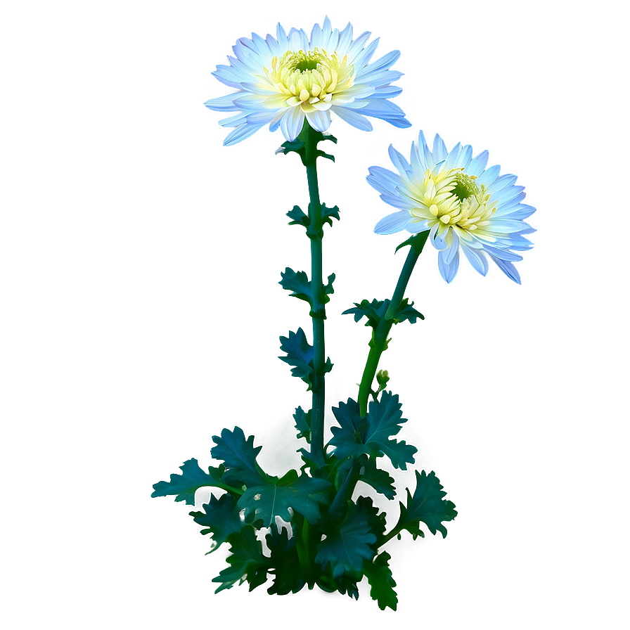 Chrysanthemum Under Moonlight Png Nqk PNG