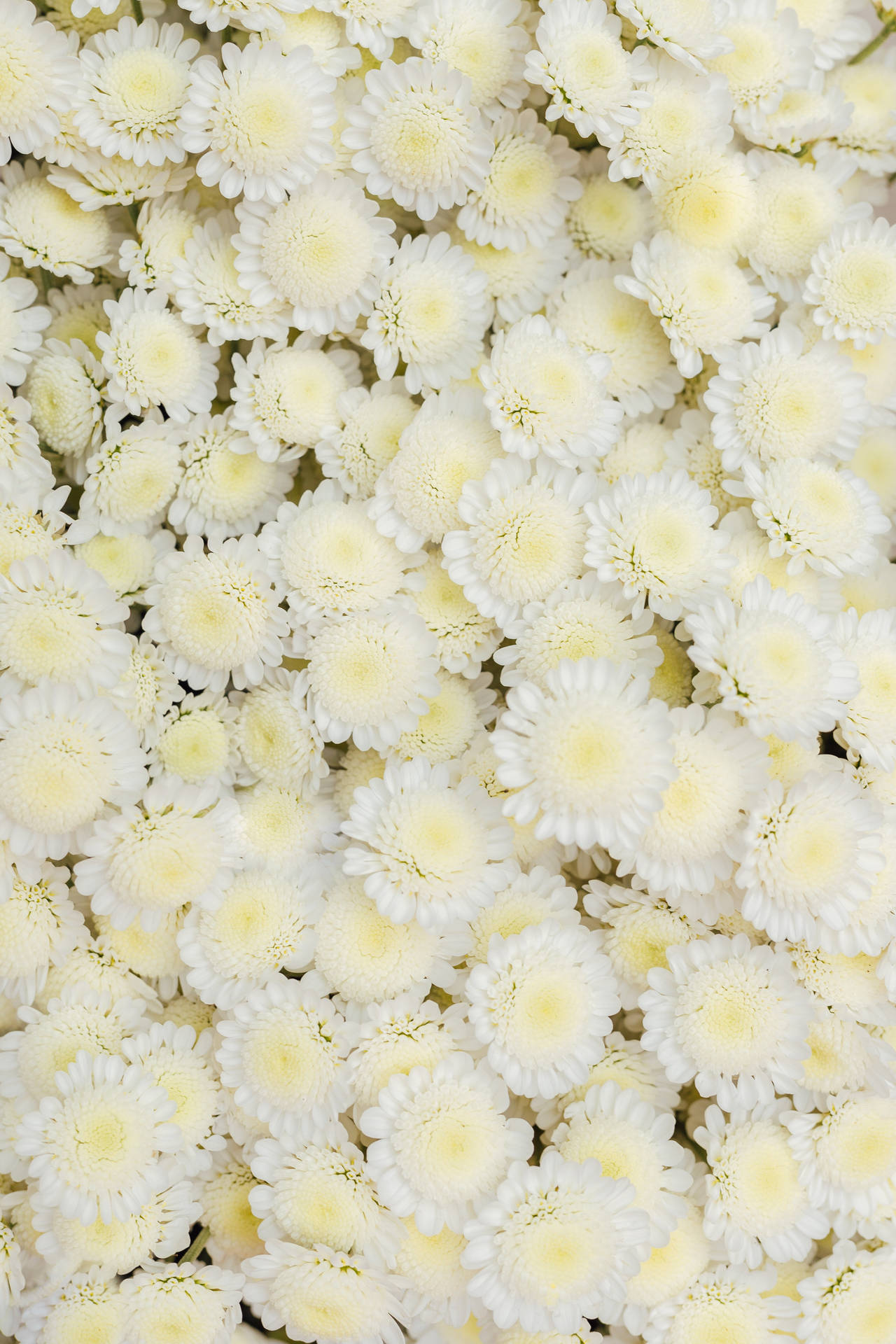 Chrysanthemumvita Blommor. Wallpaper