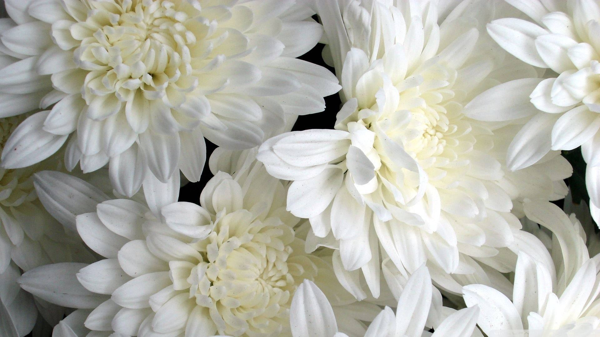 Chrysanthemum White Flowers Close-Up Wallpaper