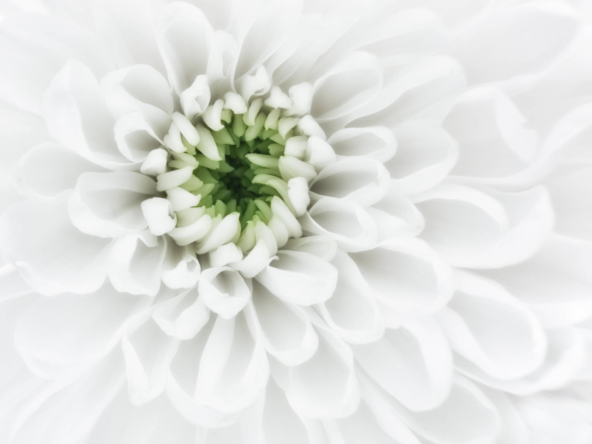 Chrysanthemum Hvide Kalkblomster motivering på en lavendelblå baggrund Wallpaper