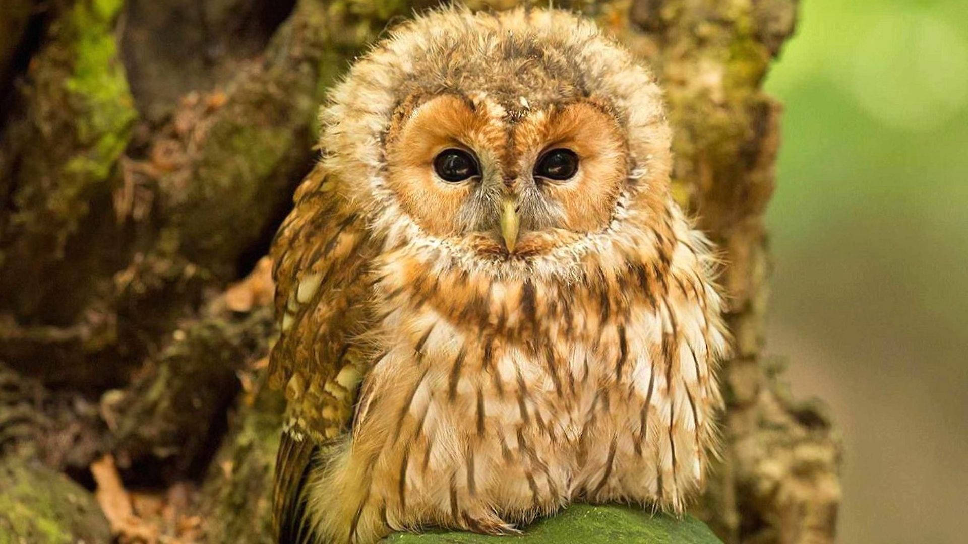 Chubby Brown Baby Owl
