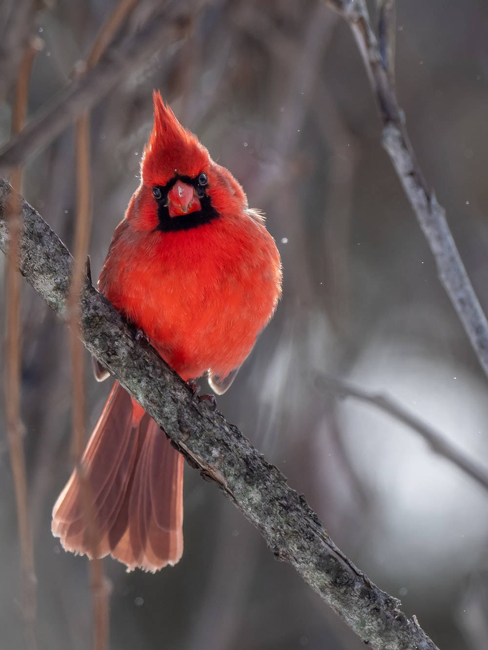 Chubby Cardinal In Winter Wallpaper
