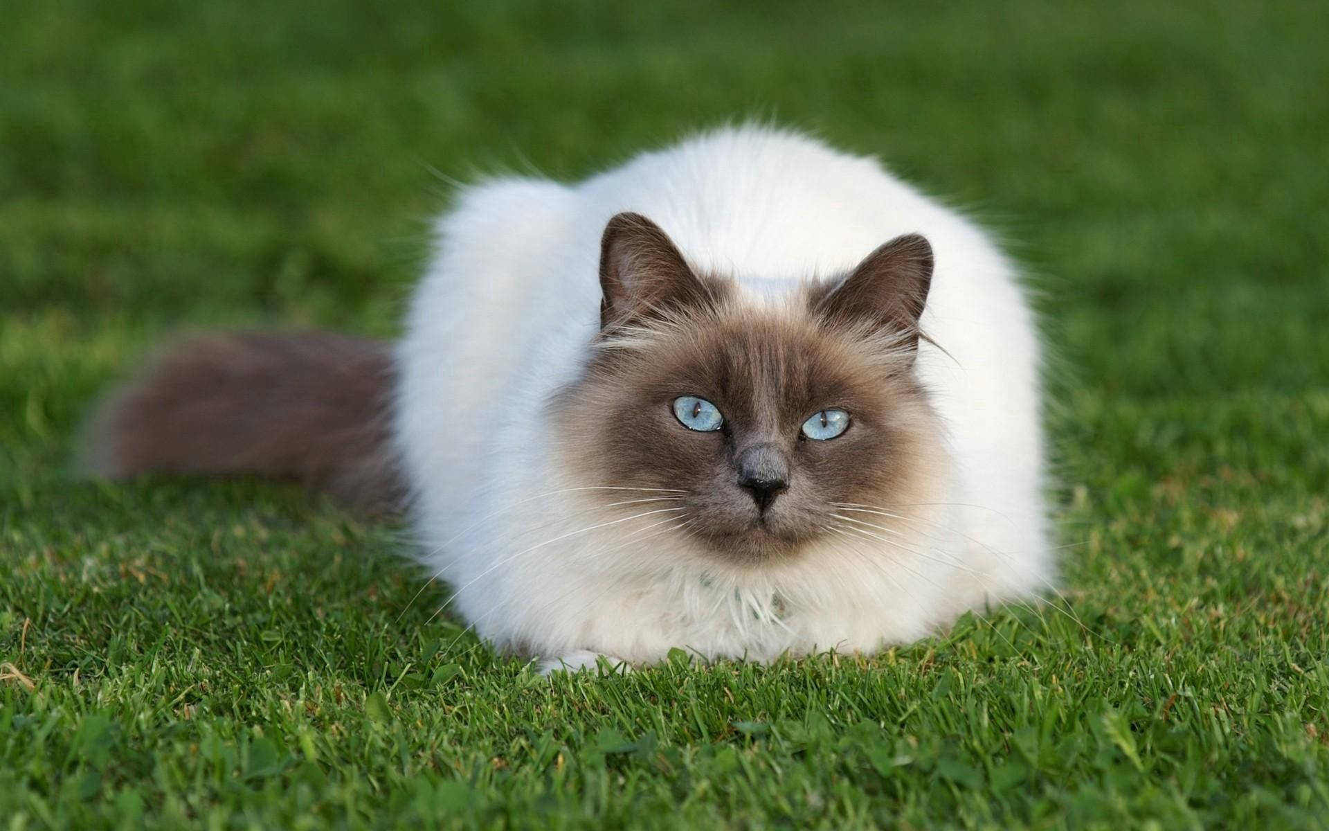 A cute chubby cat living its best life as a furry friend Wallpaper