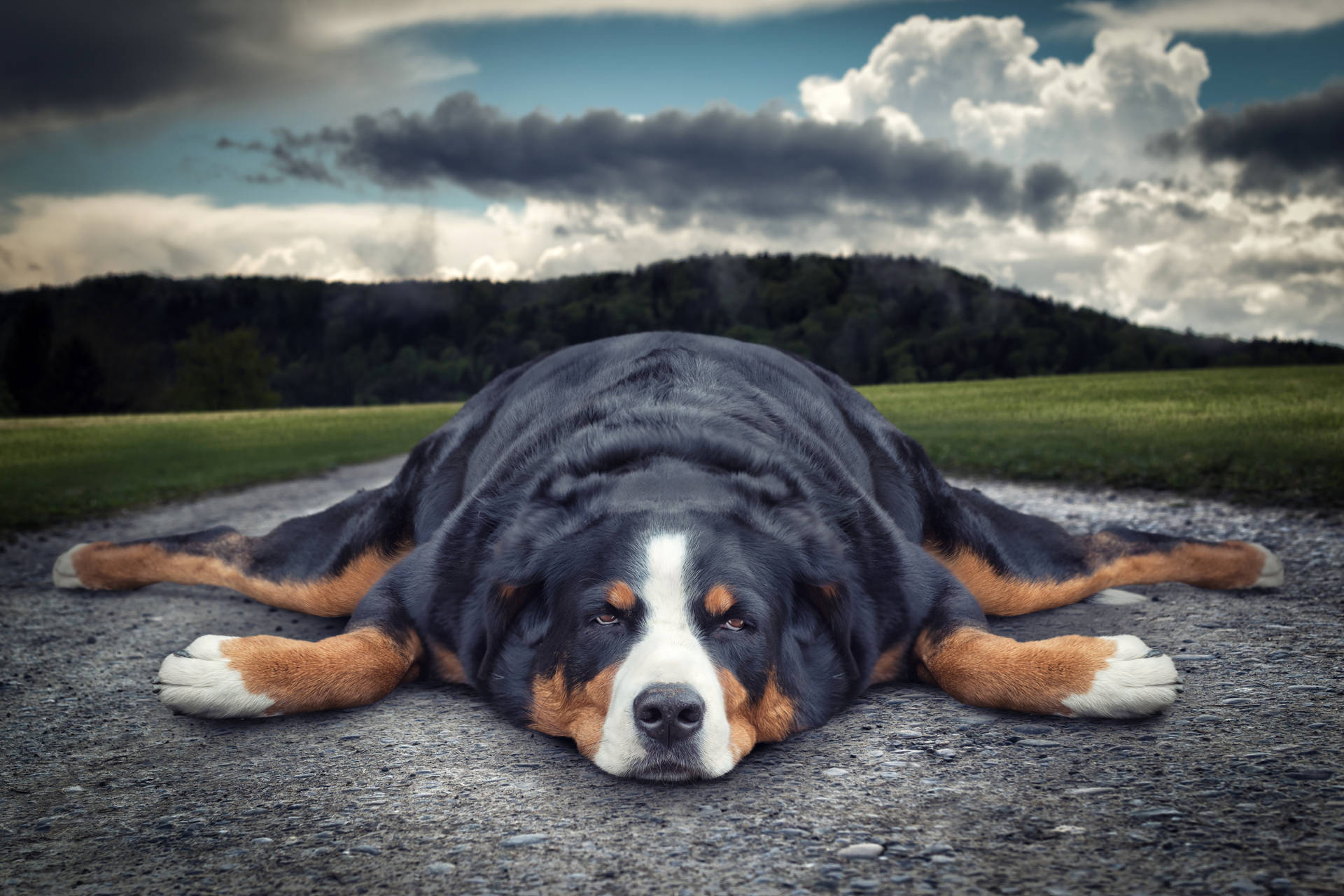 Chubby Dog Lazy And Relaxing Wallpaper