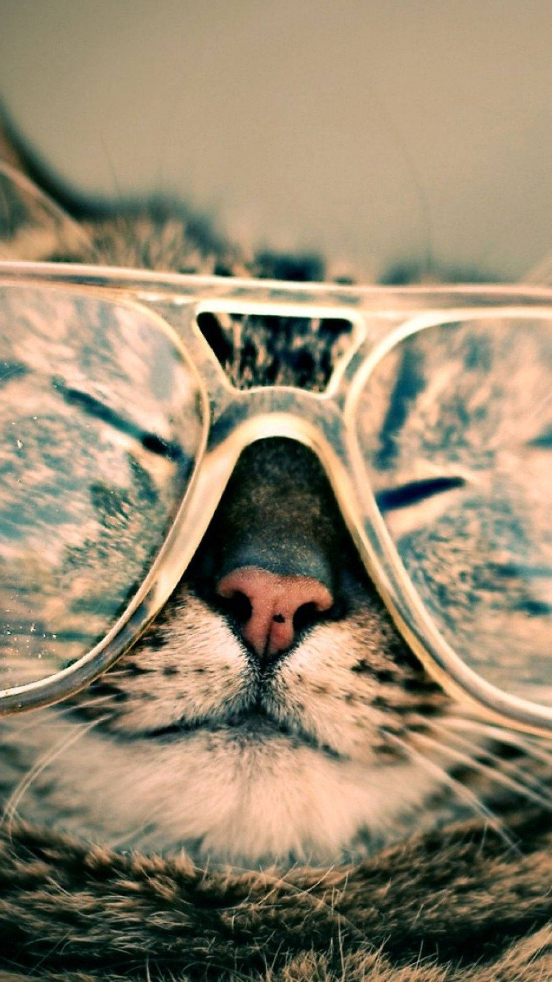 Chubby Face Hipster Tabby Cat Iphone Background