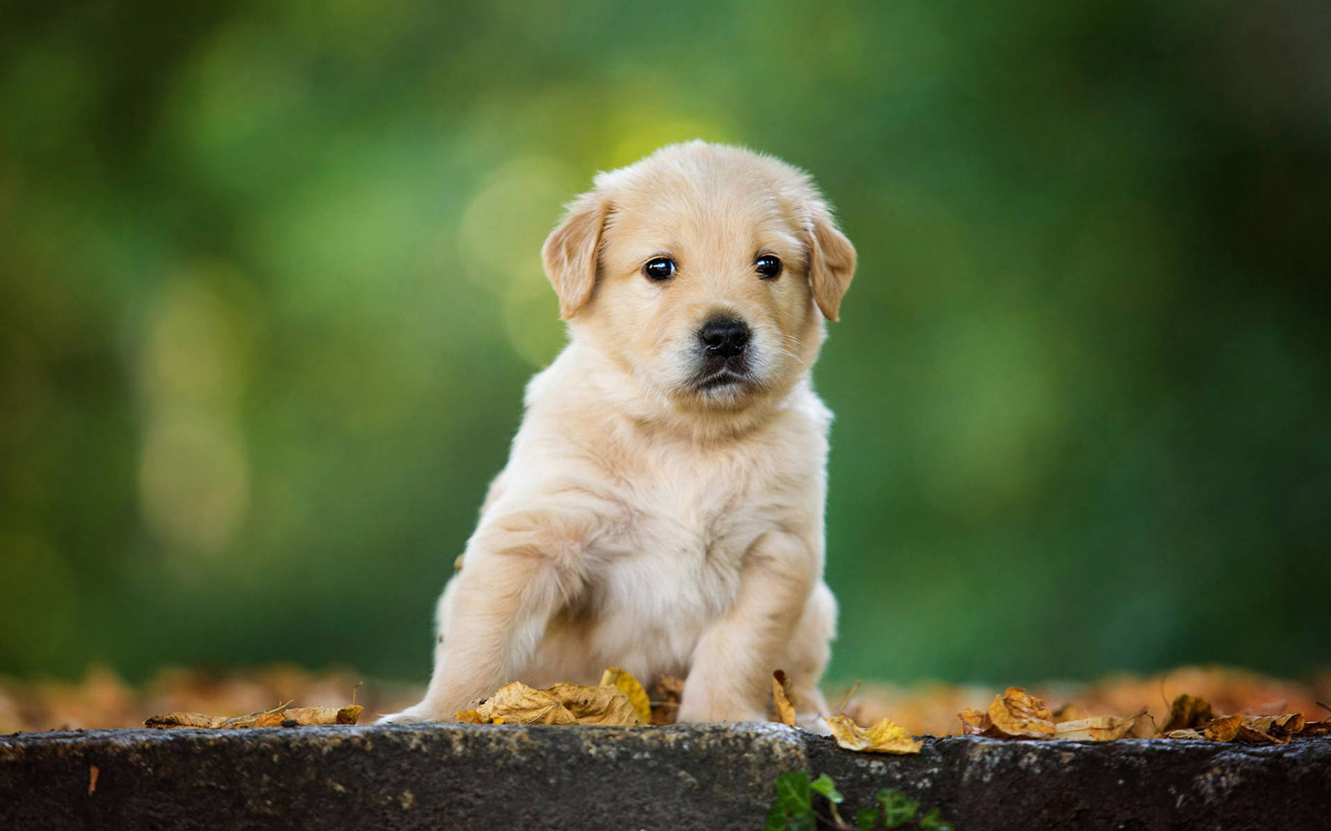 Chubby Golden Retriever Puppy Wallpaper