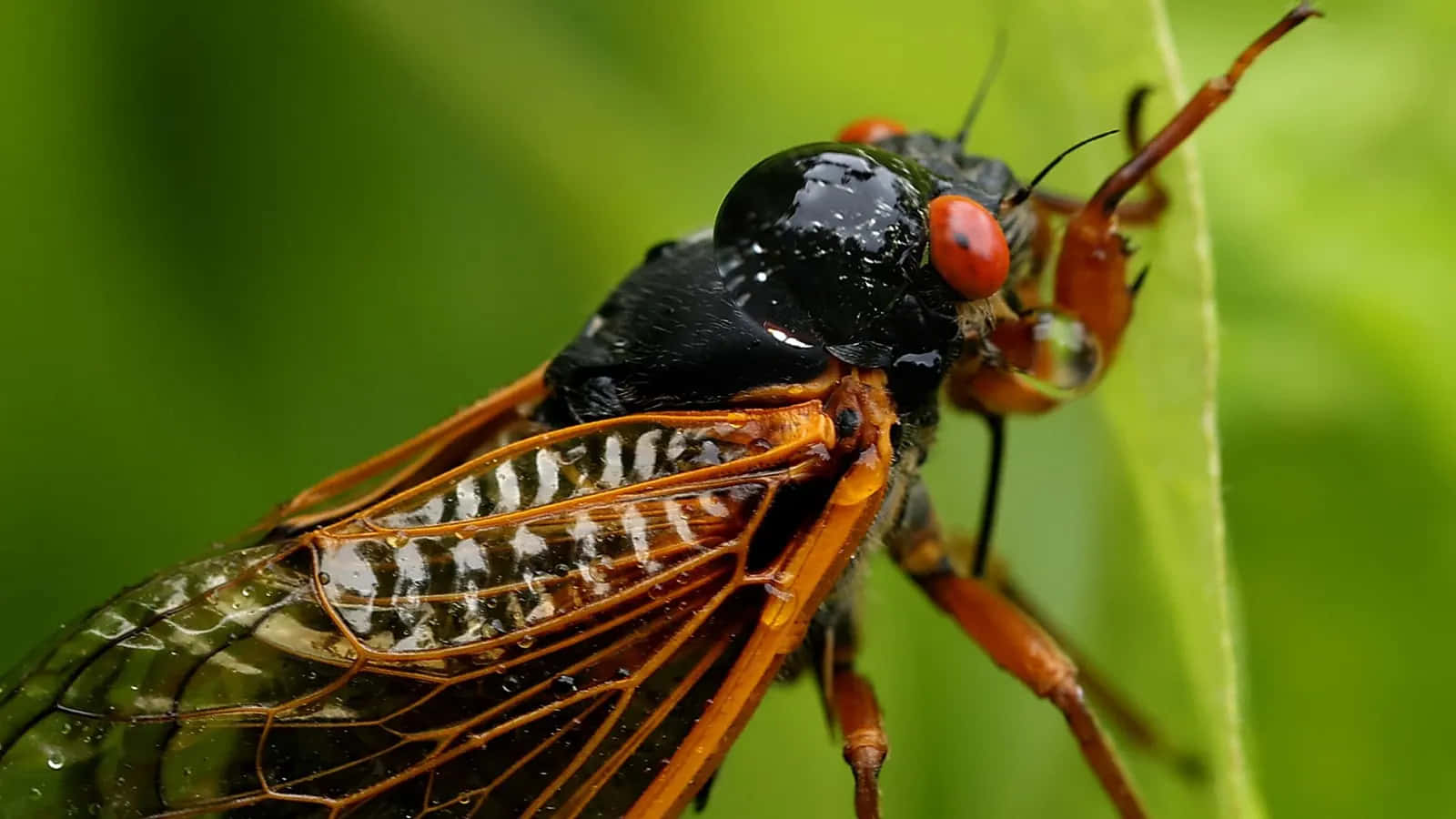 Cigale Gros Plan Après La Mue Fond d'écran