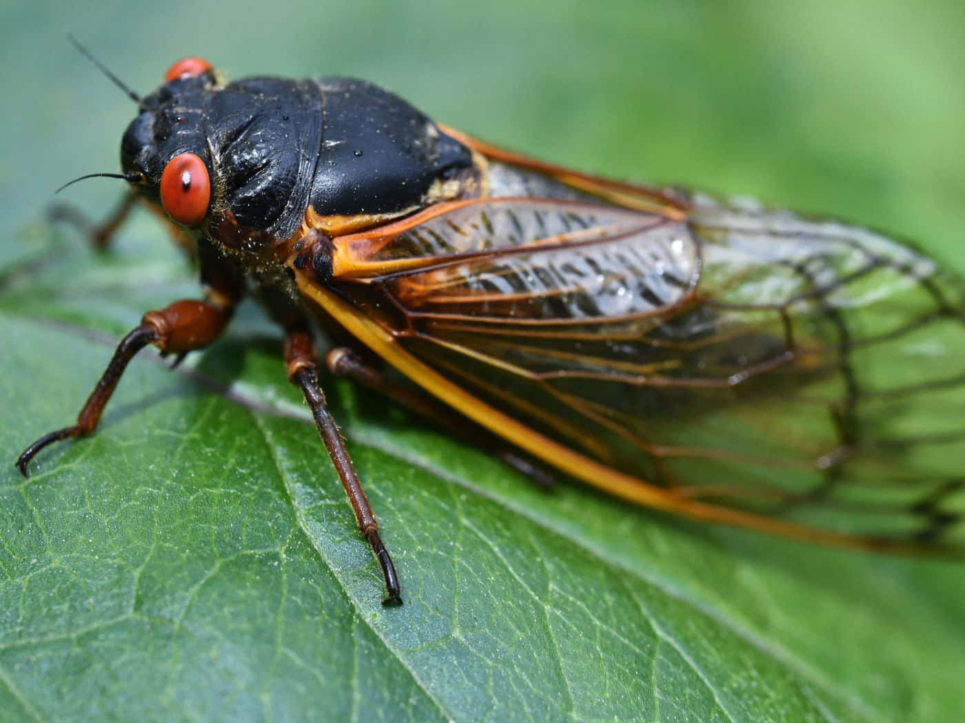 Cicada_ Closeup_on_ Leaf.jpg Wallpaper