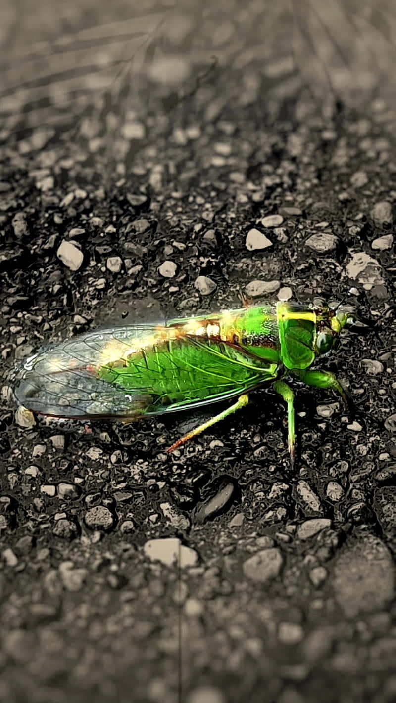 Cicada Emerging From Exoskeleton Wallpaper