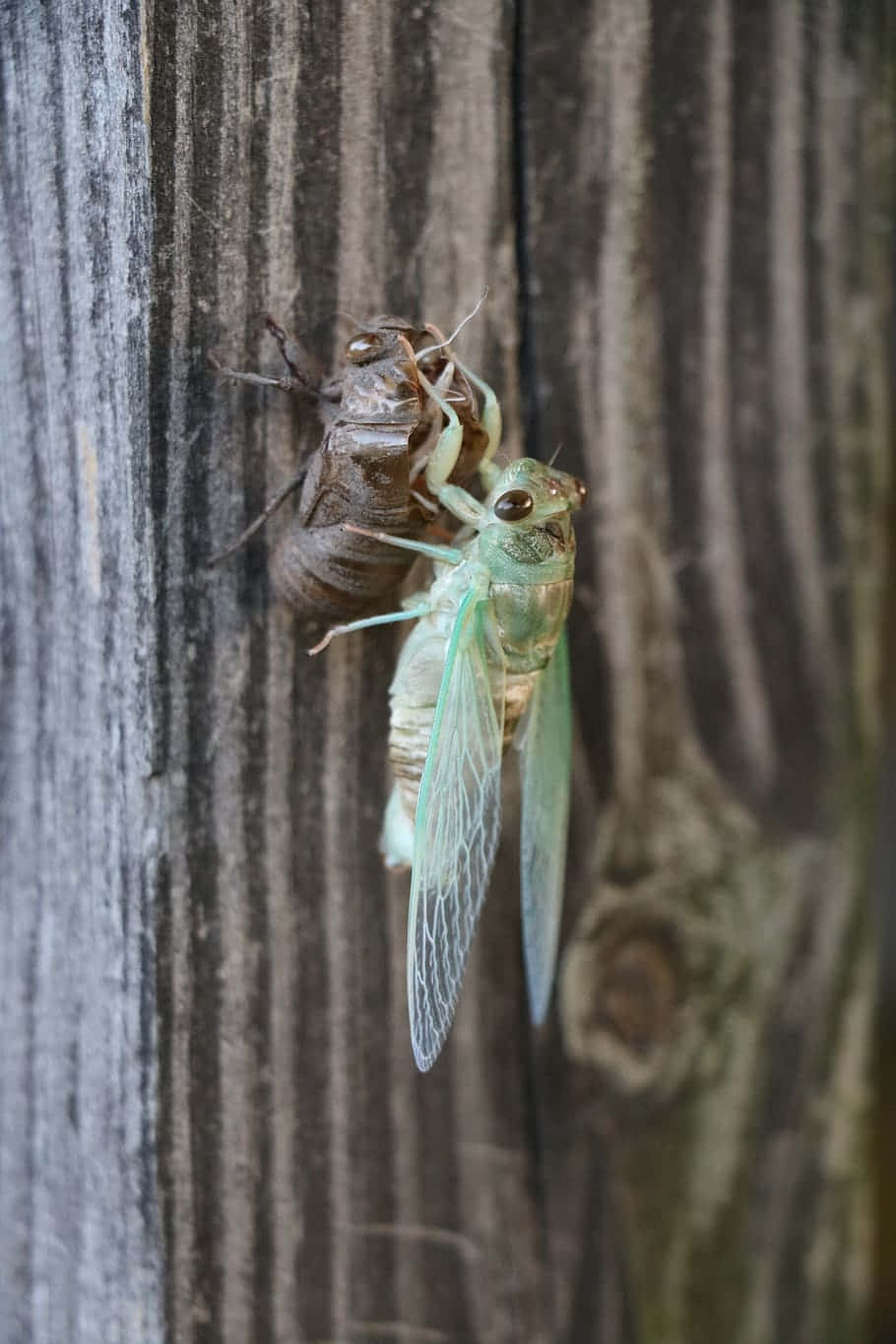 Cicada Emerging From Exoskeleton Wallpaper