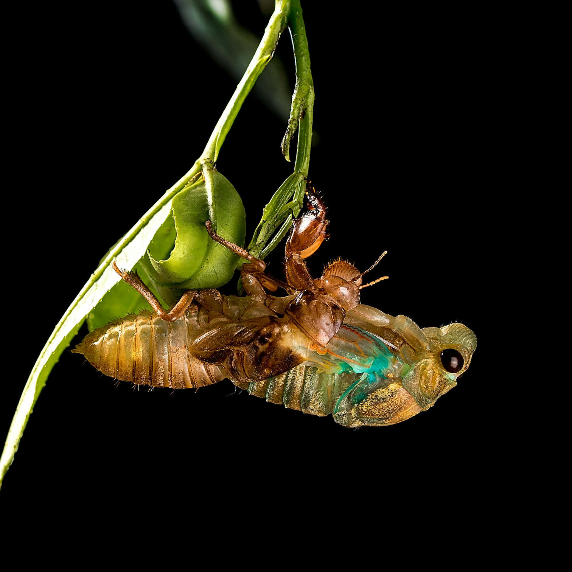 Cicada Emerging From Exoskeleton Wallpaper