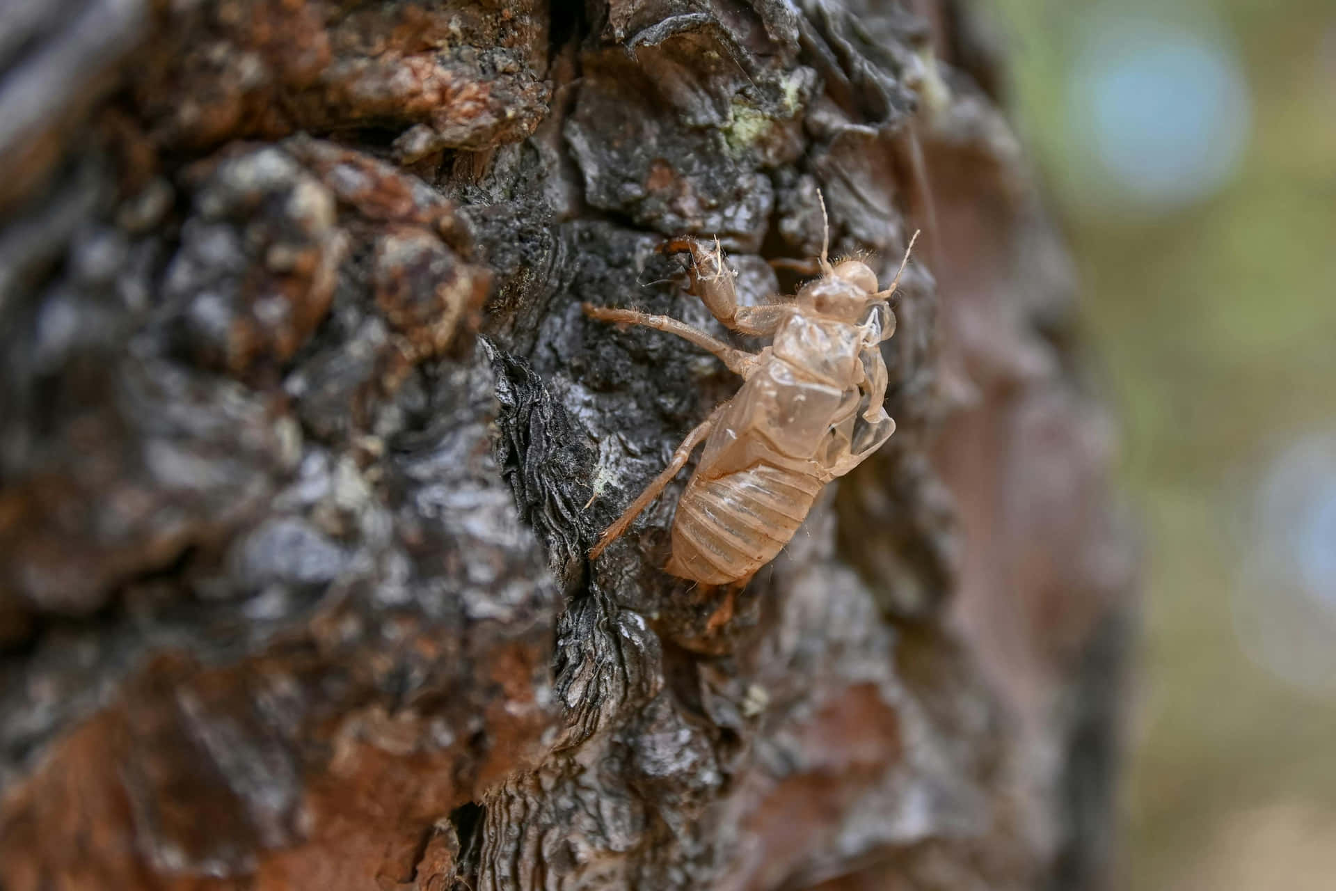 Cicada_ Exoskeleton_on_ Tree_ Bark Wallpaper