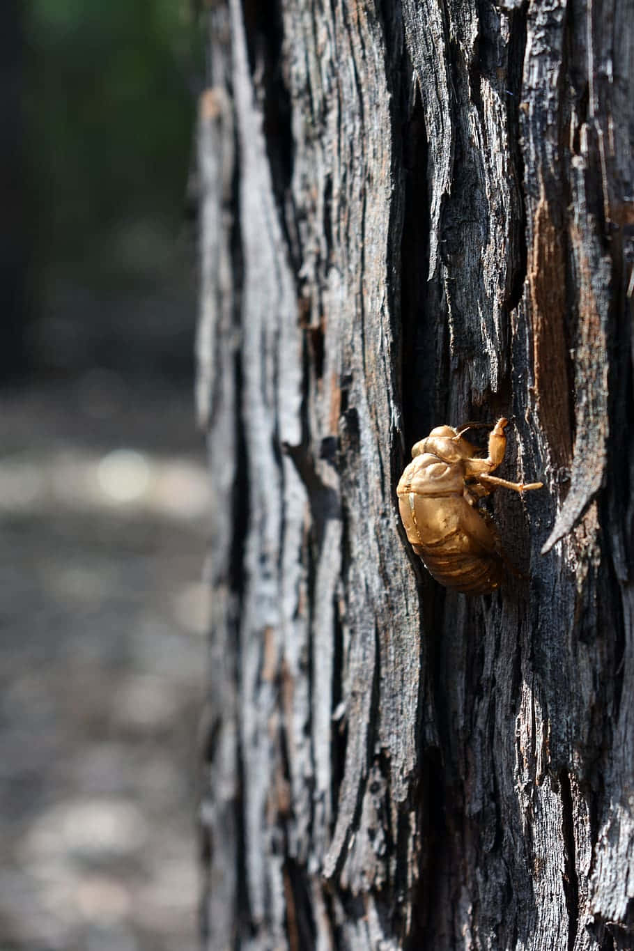 Cicada_ Exoskeleton_ On_ Tree Wallpaper