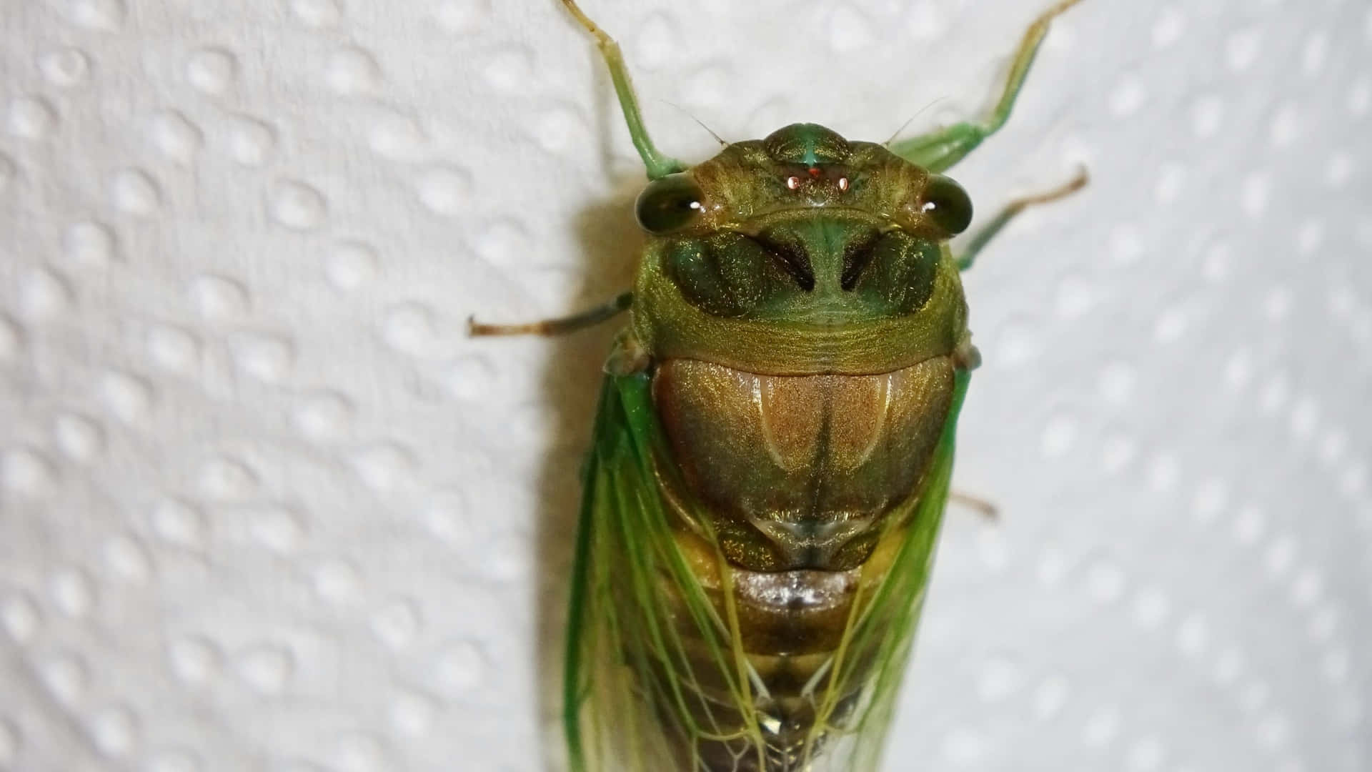 Cicada Freshly Molted Wallpaper