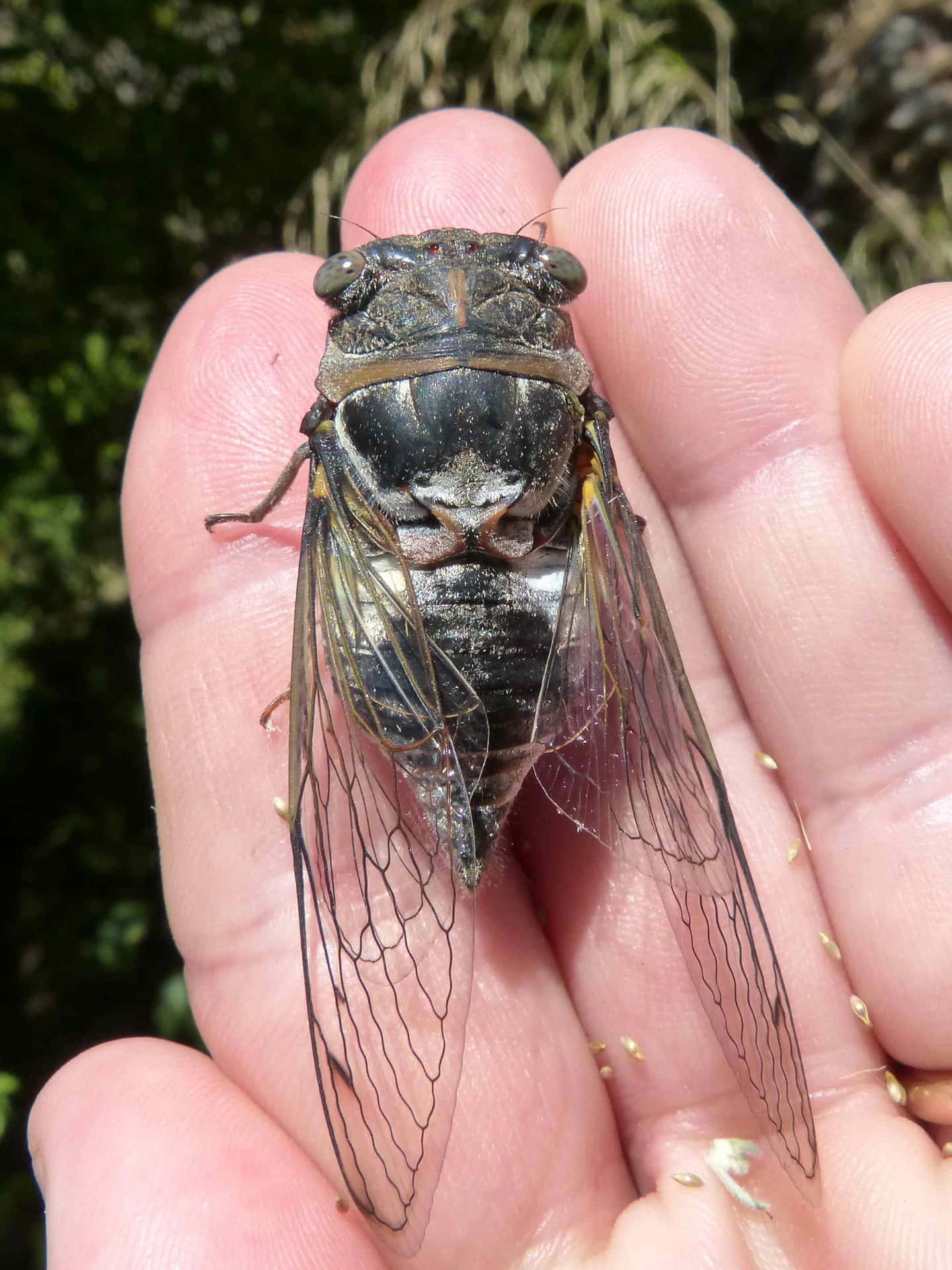 Cicada In Hand.jpg Wallpaper