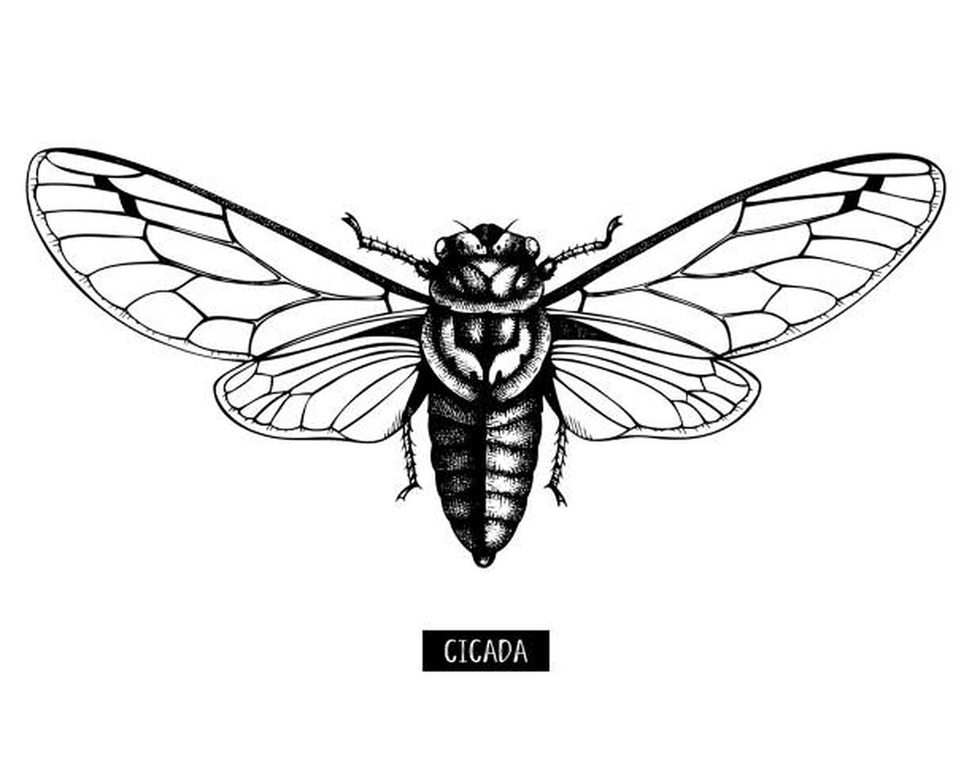 Cicada Insekt Tegning Wallpaper