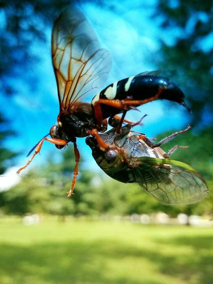 Cicada Killer Wasp Capture Wallpaper