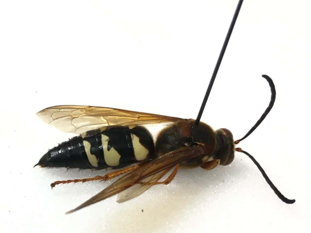 Cicada Killer Wasp Closeup Wallpaper