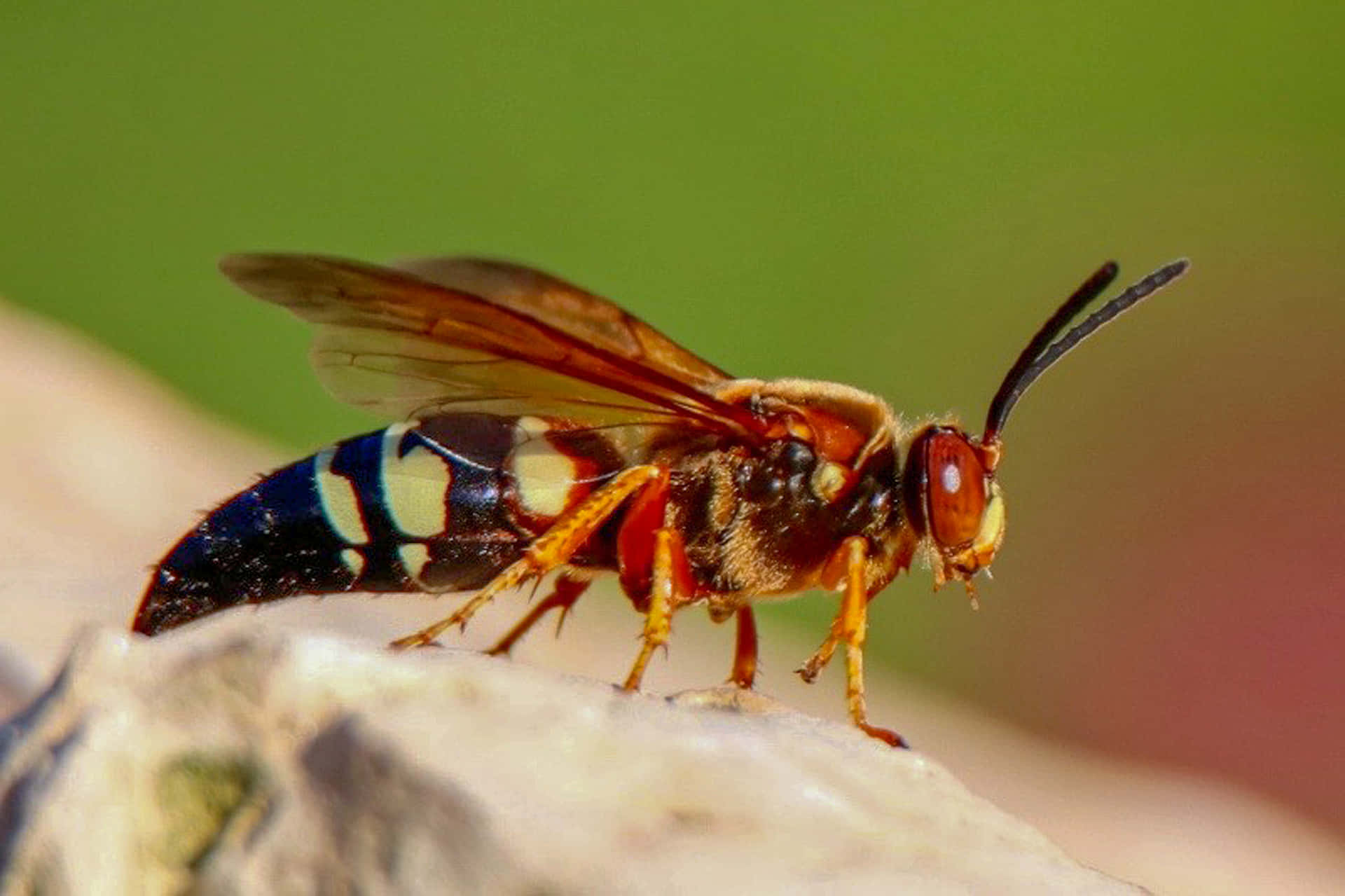 Cicada_ Killer_ Wasp_ Closeup Wallpaper