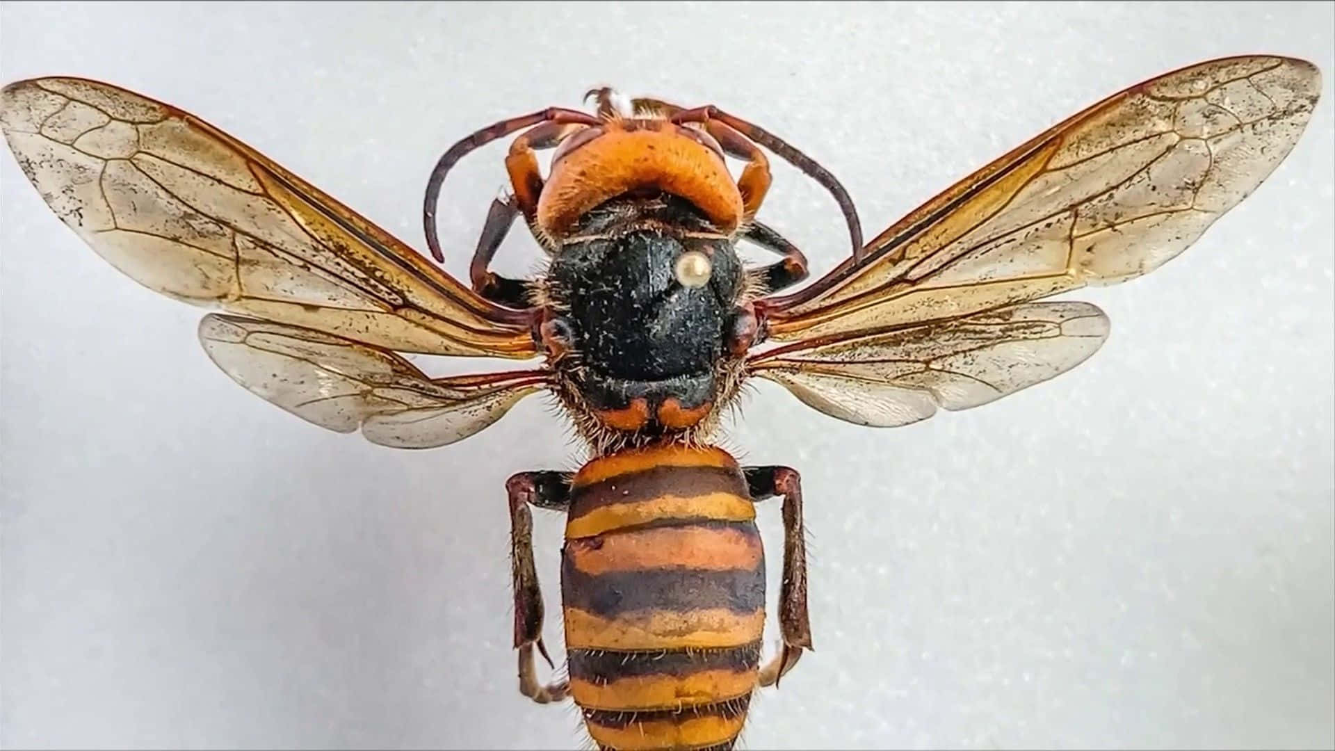 Cicada Killer Wasp Closeup Wallpaper
