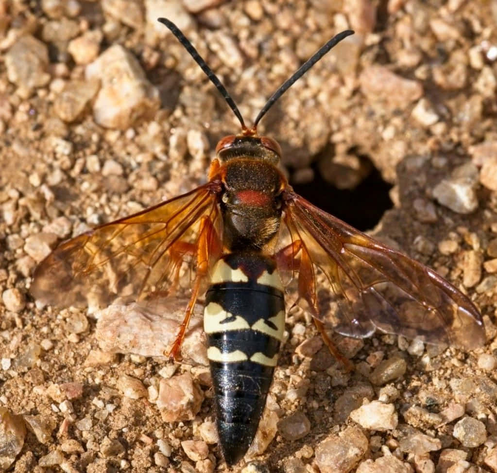 Cicada Killer Wasp Near Burrow Wallpaper