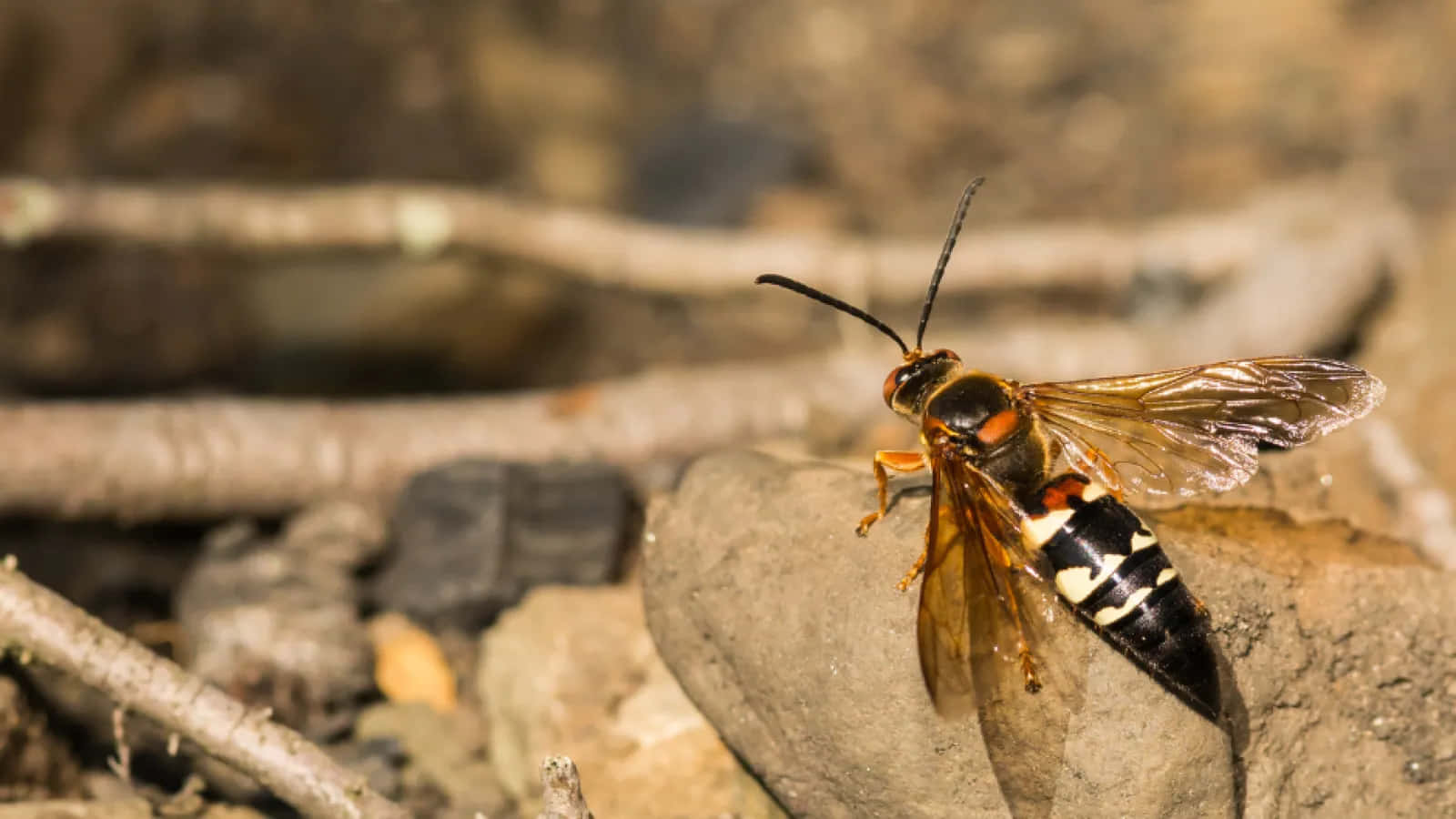 Cicada_ Killer_ Wasp_on_ Rock.jpg Wallpaper