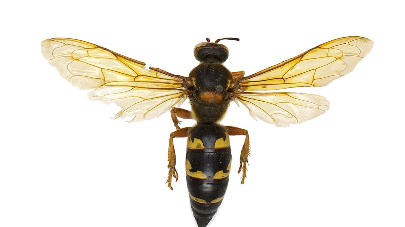Cicada Killer Wasp Specimen Wallpaper