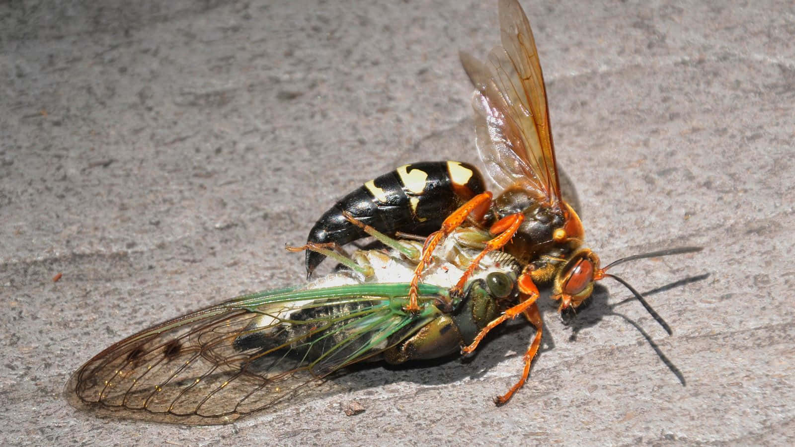 Cicada Killer Wasp With Prey Wallpaper