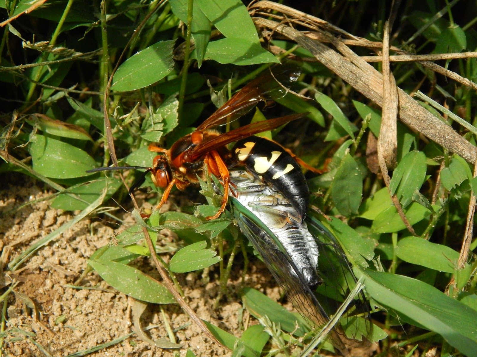 Cicada Killer Waspin Action Wallpaper