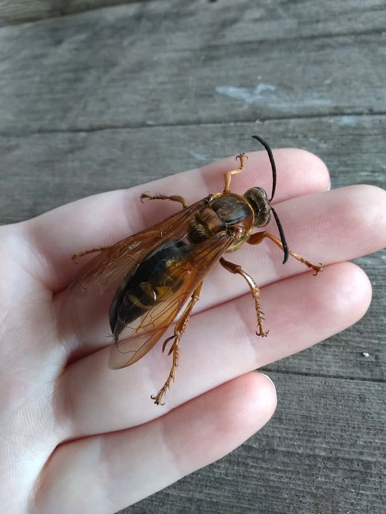 Cicada Killer Waspin Hand Wallpaper