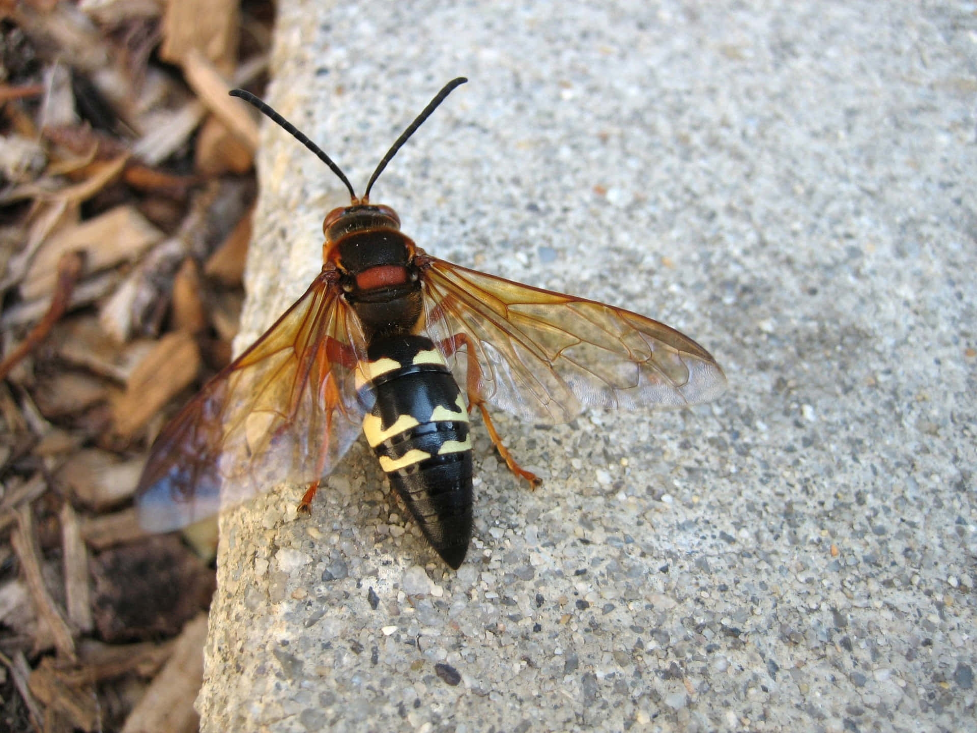 Cicada Killer Waspon Concrete Wallpaper