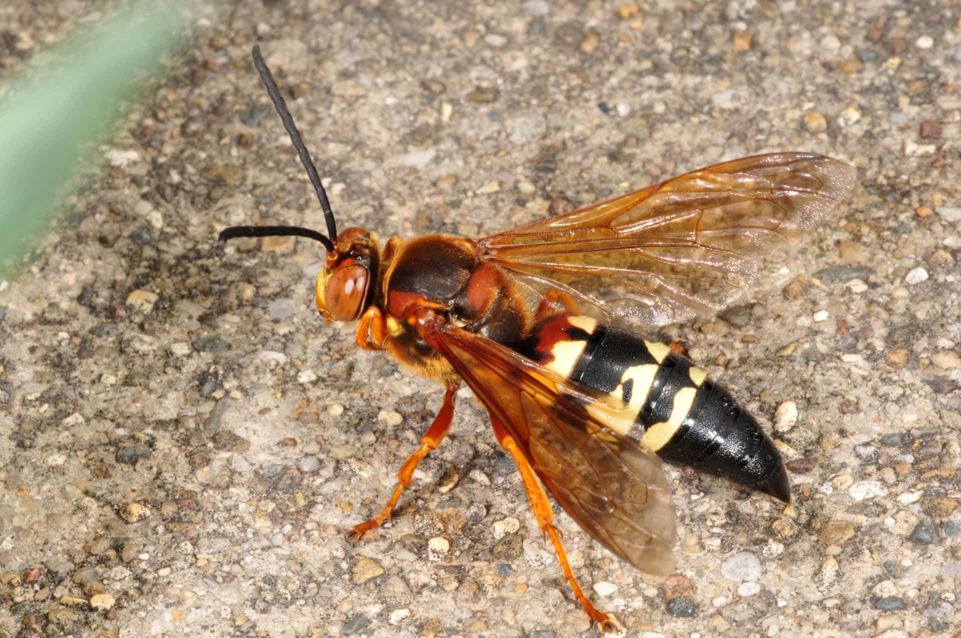 Cicada Killer Waspon Ground Wallpaper