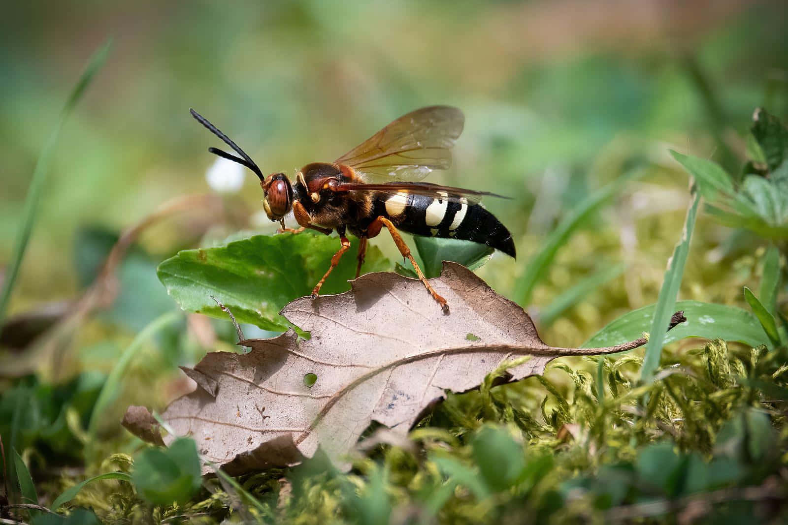 Cicada Killer Waspon Leaf Wallpaper