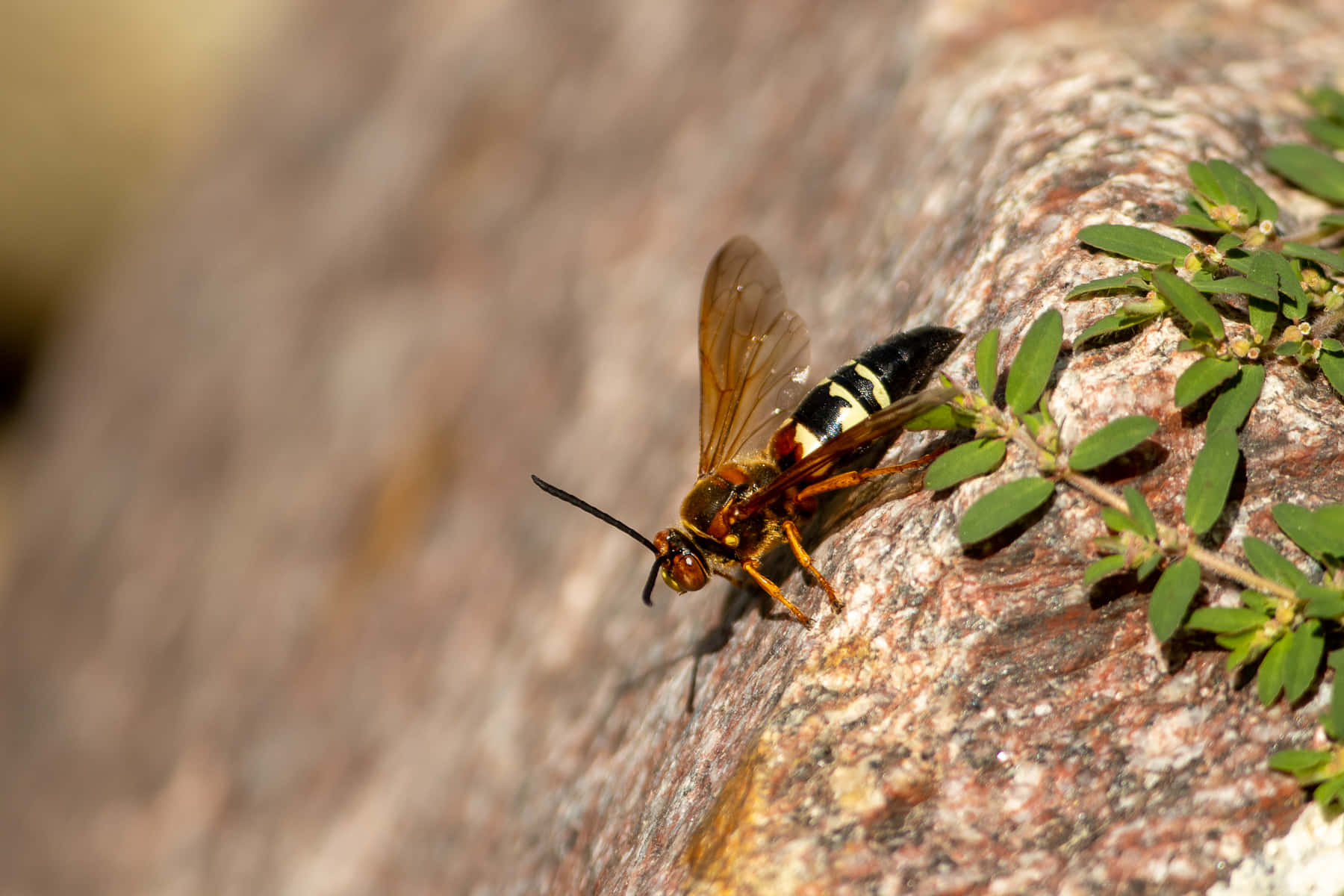 Cicada Killer Waspon Rock Wallpaper