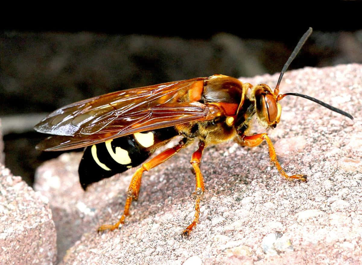 Cicada Killer Waspon Rock Wallpaper
