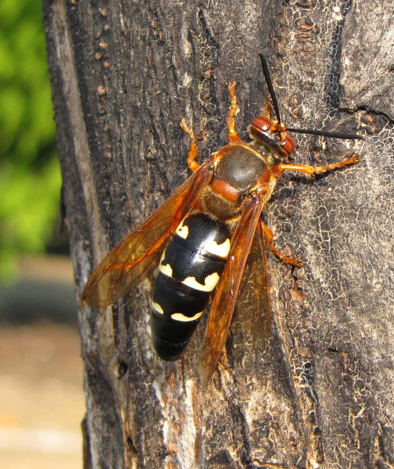 Cicada Killer Waspon Tree Wallpaper