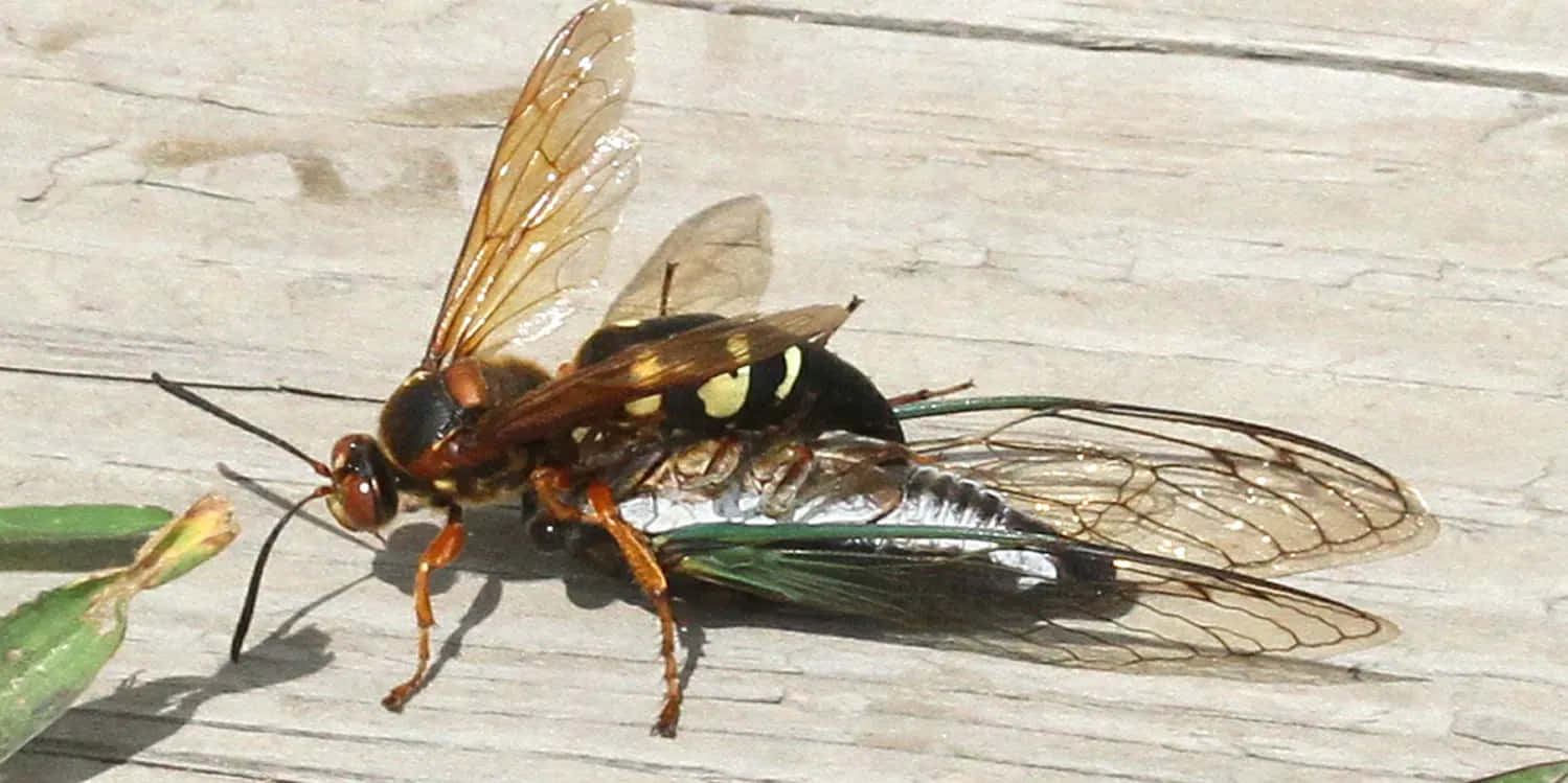 Cicada Killer Waspon Wooden Surface Wallpaper
