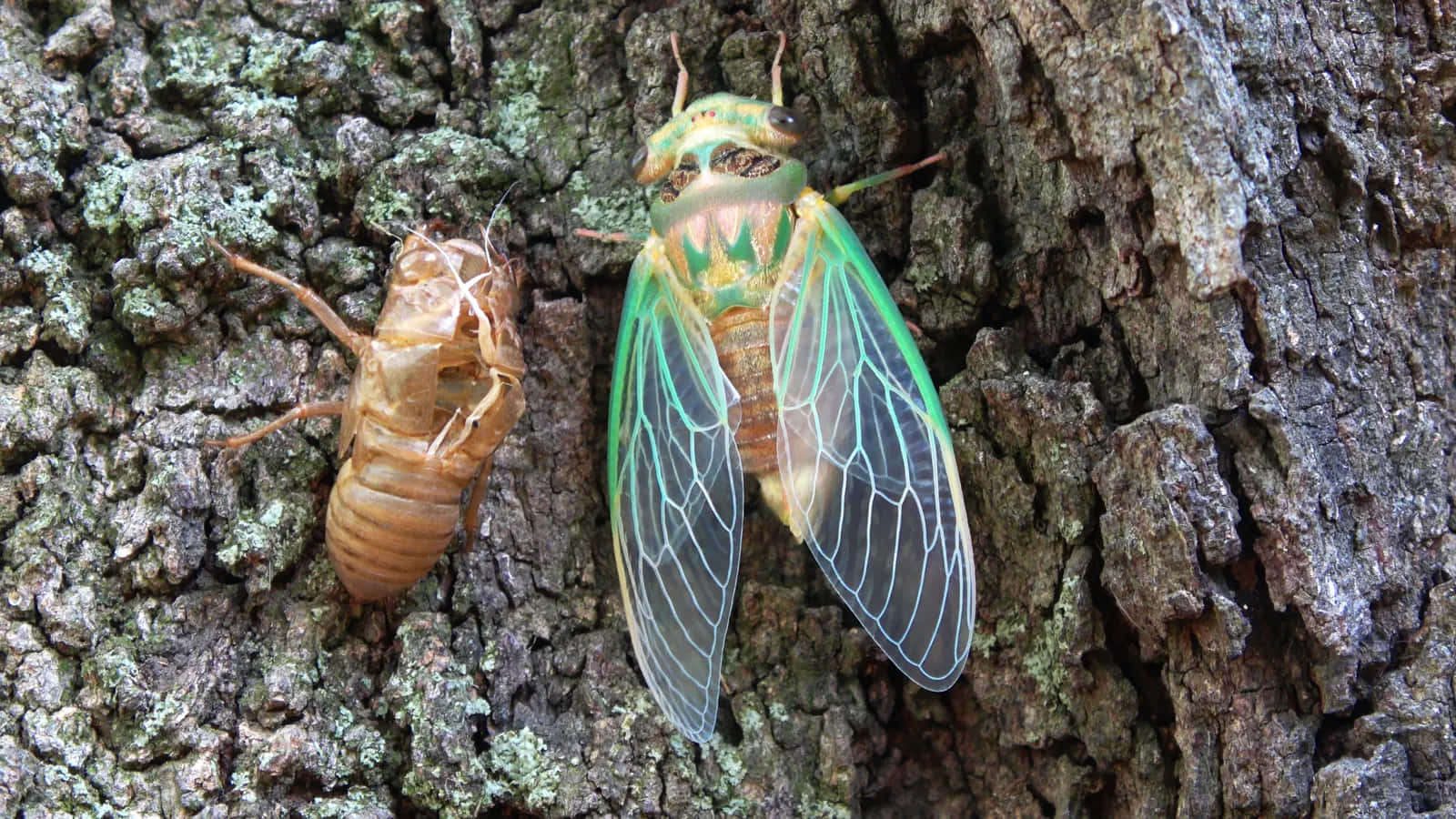 Cicada Molting Process Wallpaper