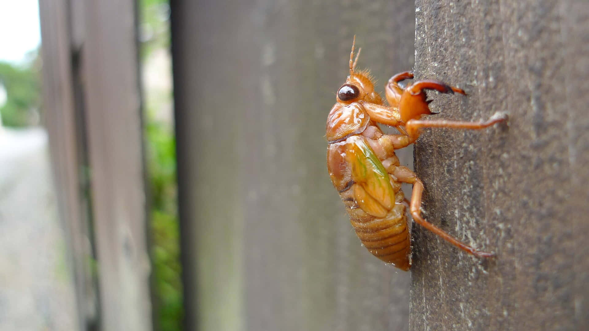Cicada Nymph Climbing Wooden Surface.jpg Wallpaper