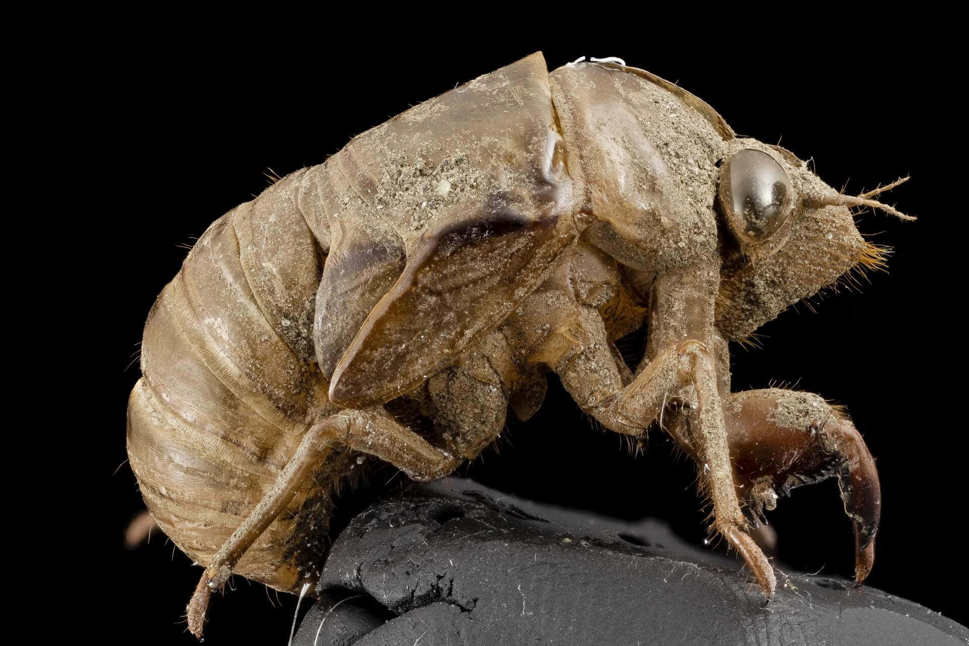 Cicada Nymph Exoskeleton Wallpaper