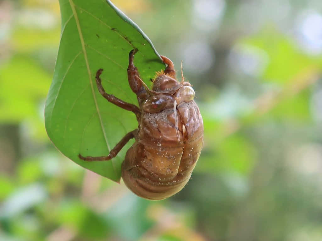 Cicada Nymph Exoskeletonon Leaf Wallpaper