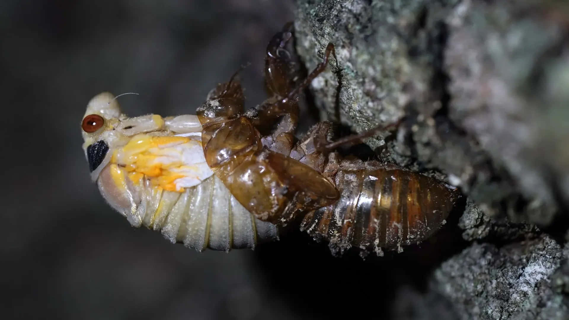 Cicada Nymph Molting Process Wallpaper