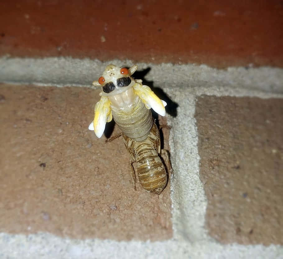 Cicada Nymph Molting Process Wallpaper