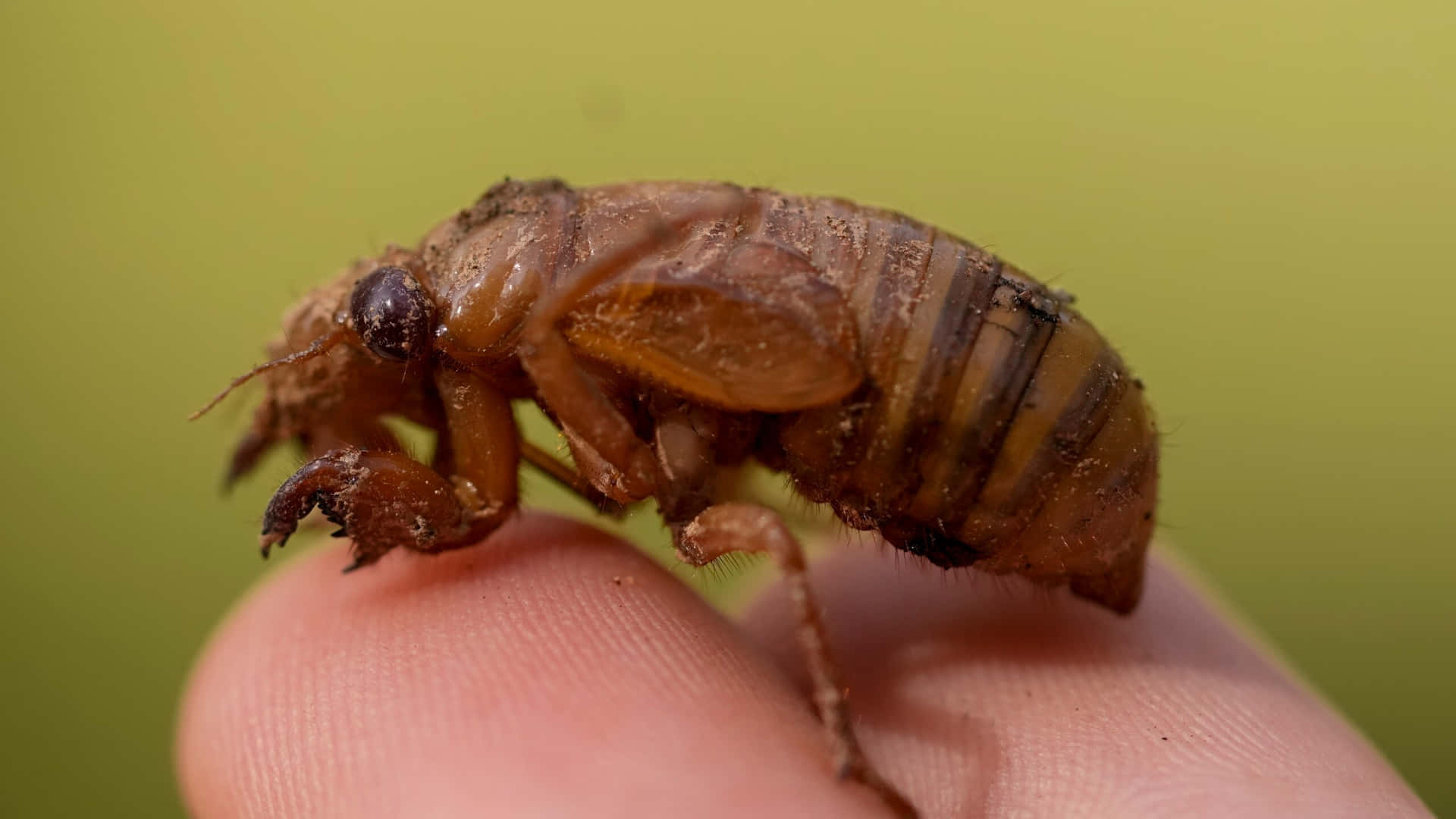 Cicada Nymph Up Close Wallpaper