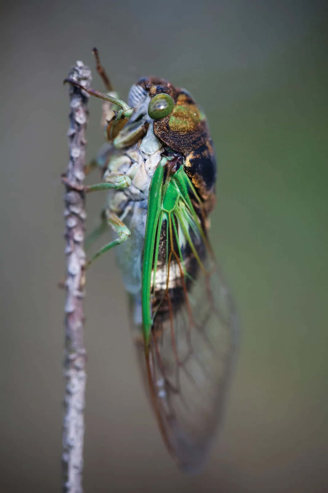 Cicada Perchedon Twig Wallpaper