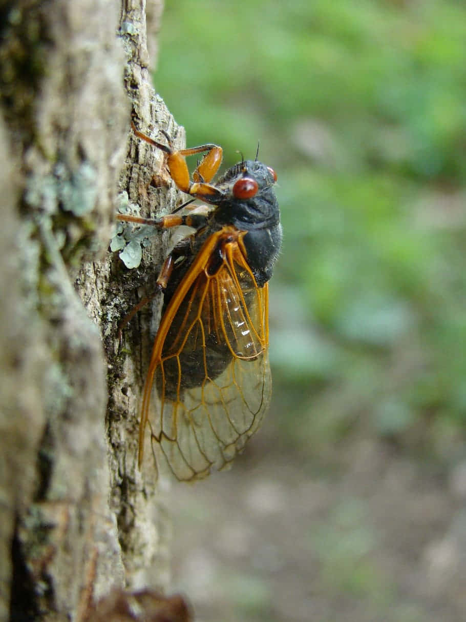 Cicadaon Tree Bark.jpg Wallpaper