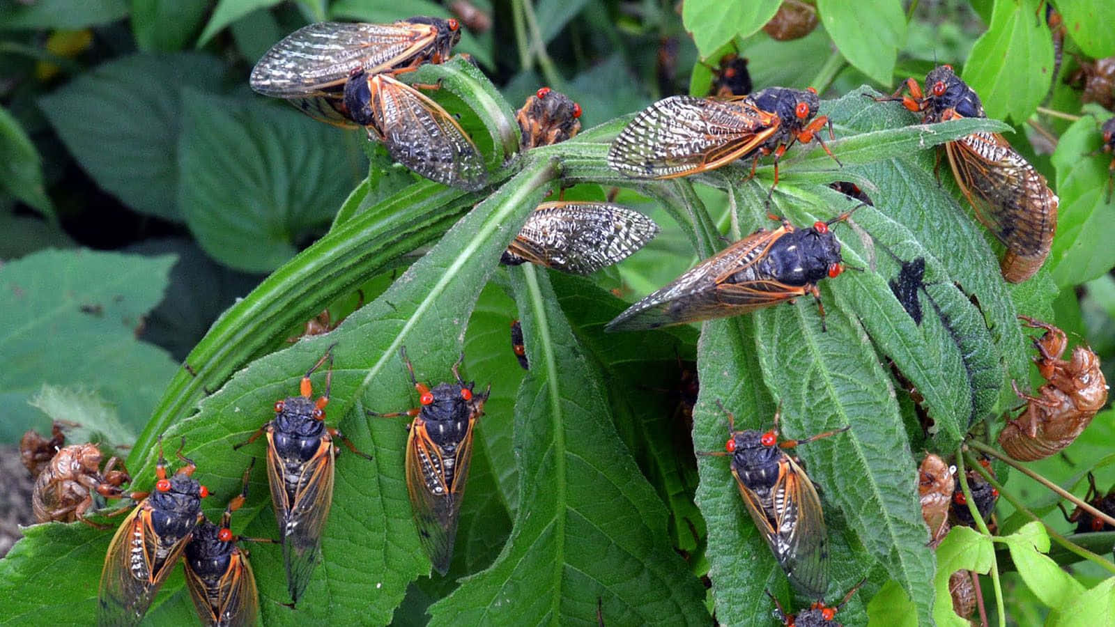 Cicadas_ Gathering_on_ Plant_ Leaves Wallpaper