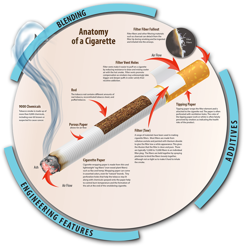 Cigarette Anatomy Infographic PNG